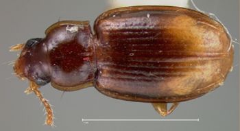Media type: image;   Entomology 33055 Aspect: habitus dorsal view